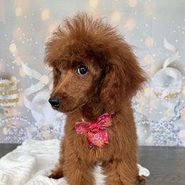 Abby - Red  female Poodle puppy in Cape Coral, Florida from Ruby the poodle
