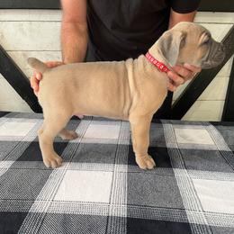 Red Collar Boy - Gray and fawn male Cane Corso puppy in Beaver Crossing, Nebraska from Blue River Cane Corso