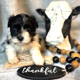 Havanese Puppies from palmetto puppies