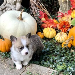 Pembroke Welsh Corgi Puppies from A&A’s Adorable Corgis