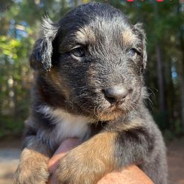 Potion - Black tri-color female Australian Shepherd puppy in Tallapoosa, Georgia from Foxhaven Farms Aussies