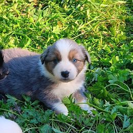 Topaz - Blue merle male Australian Shepherd puppy in Sultan, Washington from Van Huitt Australian Shepherds