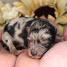 Sierra- CKC- F1 Mini AussieDoodle- Stokesdale, NC - Blue merle female Aussiedoodle puppy in Stokesdale, North Carolina from His and Hers Poodles and Doodles