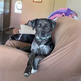 Catahoula Leopard Dog All Grown Up from Kassie's Catahoulas