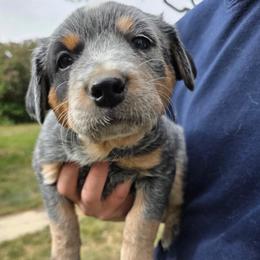 Boy 2 - Blue male Australian Cattle Dog puppy in Mount Pleasant, Utah from Christensen Family Kennel