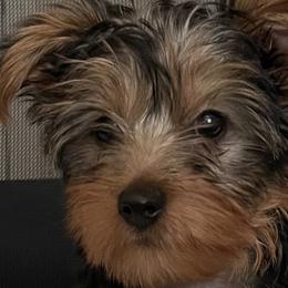 Yorkshire Terriers from Yorkie Family Home