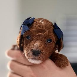 Cannoli - Apricot female Goldendoodle puppy in Miami, Florida from Haus of Pawz
