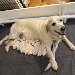 Boy 3 - Light golden male Golden Retriever puppy in Havana, Florida from Golden Gems