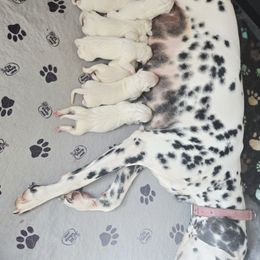 Boy 2 - White and black male Dalmatian puppy in Centereach, New York from LINY Dalmatians