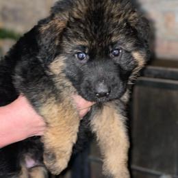 Red Male - Black and red male German Shepherd puppy in Gunter, Texas from Gunter Gables German Shepherds