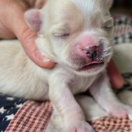 Frankie - Cream and white male Chihuahua puppy in Xenia, Ohio from Moose Creek Chihuahua's