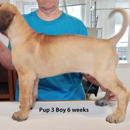 Great Dane puppies from Drogheda Great Danes