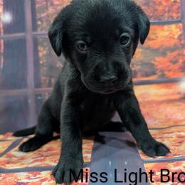 Goldendoodle, Golden Retriever, Labradoodle, and Labrador Retriever Puppies from Robertson's Retrievers and Doodles