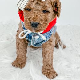 Shmi - Red female Bernedoodle puppy in Otisville, Michigan from Danie’s Darling Doodles LLC