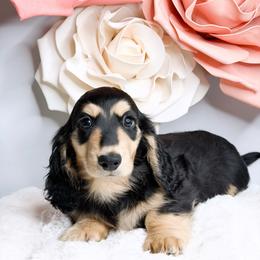 Zephyr - Black and tan male Dachshund puppy in Redding, California from Jean & Mae Doxies
