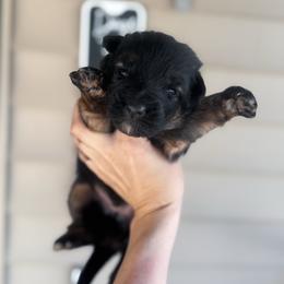 Boy 1 - Black and red male German Shepherd puppy in Pickens, South Carolina from Von Maqqedah Haus German Shepherds
