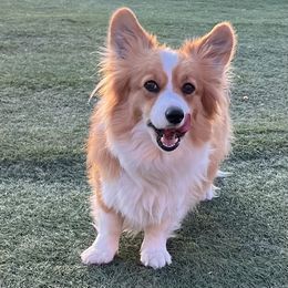 Merry - Pembroke Welsh Corgi