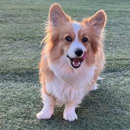 Merry - Pembroke Welsh Corgi
