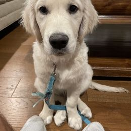 Goldendoodle and Golden Retriever Puppies from Angelic Goldens