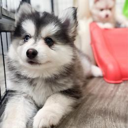 Inky - Black and white male Pomsky puppy in Orange County, California from Pomsky Playpen