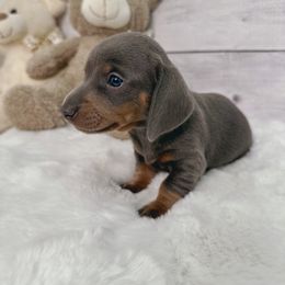 Dachshund Puppies from Harrison Farm