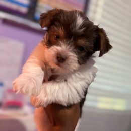 TC062825- Parti Male - Parti male Yorkshire Terrier puppy in Dallas, Texas from JBzPawz