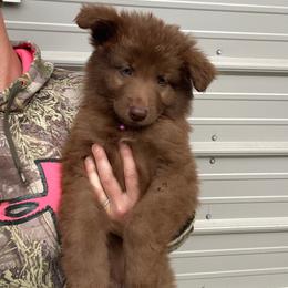 Girl 2 Purple Collar - Liver female German Shepherd puppy in Pelham, North Carolina from P & P Shepherds