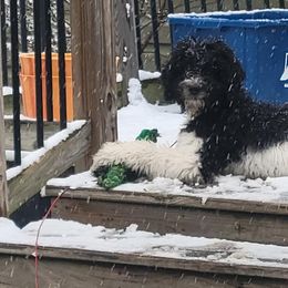 Bernedoodle and Goldendoodle Puppies from A.N.A. Doodles