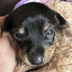 Prague Ratter Puppies from North Star Gem’s Prague Ratters