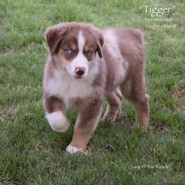 Tigger - Red merle male Miniature Australian Shepherd puppy in Evant, Texas from Lazy VT Bar Ranch