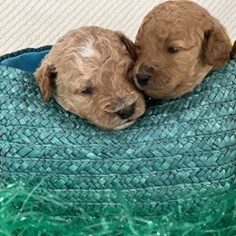 Labradoodle Puppies from Viewpoint Labradoodles