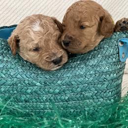 Labradoodle Puppies from Viewpoint Labradoodles