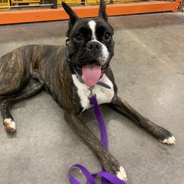 Piper - Boxer