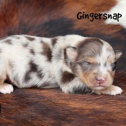 Gingersnap - Red merle female Miniature Australian Shepherd puppy in Garden Plain, Kansas from Krazy K Aussies