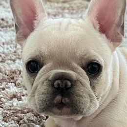 Boy 5 - Cream French Bulldog puppy in Galt, California from Glitz Bulliez