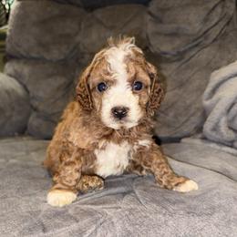 Nathan - Red male Cavapoo puppy in Osseo, Michigan from Smiths Fluffy butts