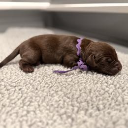 Purple collar female - Chocolate female Labrador Retriever puppy in Gainesville, Georgia from Rucker Retrievers