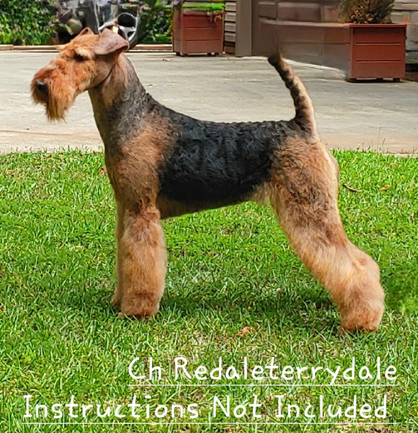 Maggie - Airedale Terrier