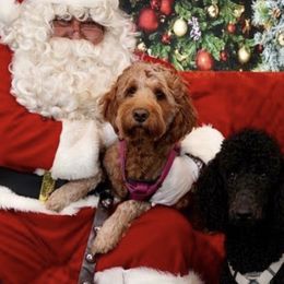 Goldendoodles and Poodles from Curly Q Doo’s PoodleIshes Poo’s