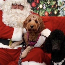 Goldendoodles and Poodles from Curly Q Doo’s PoodleIshes Poo’s