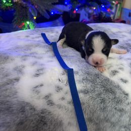 Blue Collar - Black and tan male Pembroke Welsh Corgi puppy in Elberton, Georgia from Lonesome Boone Corgis