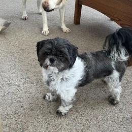 Boo Boo - Shih Tzu