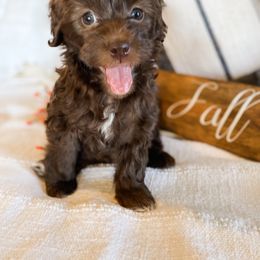 Cavapoo and Havapoo Puppies from Perfectly Playful Doodles