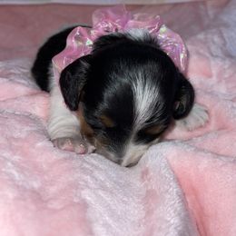 Dachshund Puppies from Mary Jo Diaz