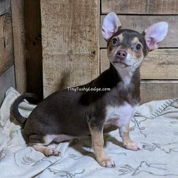 Bambi - Fawn female Companion Cross puppy in Greencastle, Indiana from Tiny Tushy Lodge
