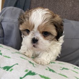 Boy 1 - Shih Tzu puppy in Randolph, Wisconsin from Glen Y Gors Gagnon Riordan Shih Tzus