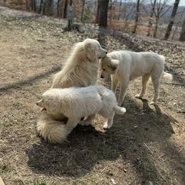 Great Pyrenees Puppies from Natalie Hnatkiv
