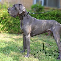 Odin - Great Dane