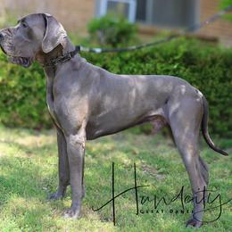 Odin - Great Dane