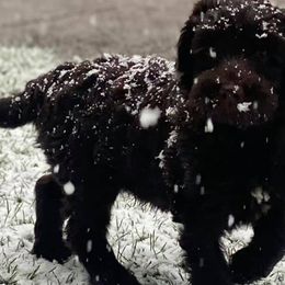 Australian Labradoodles from LakeRidge Labradoodles